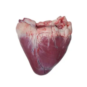 Wholesale HALAL Frozen Buffalo Heart